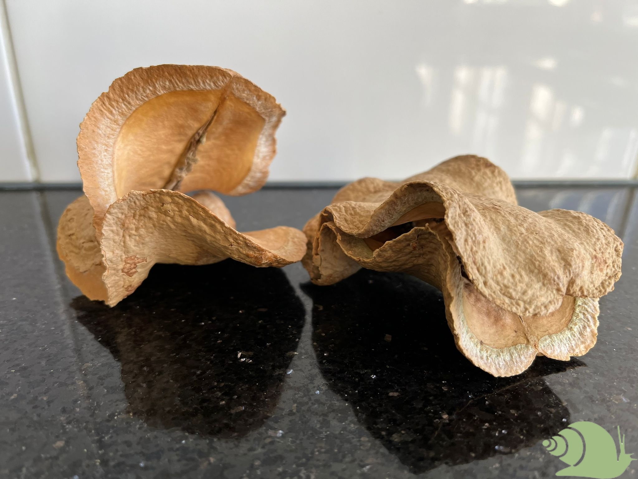 Frogmouth Pod - Garnalengrot