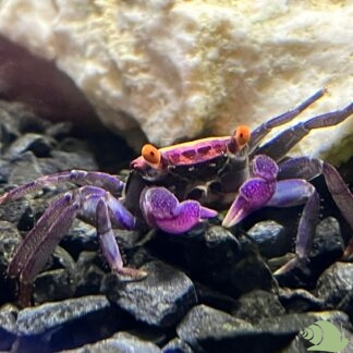 Geosesarma Bogorensis