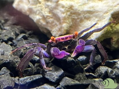 Geosesarma Bogorensis