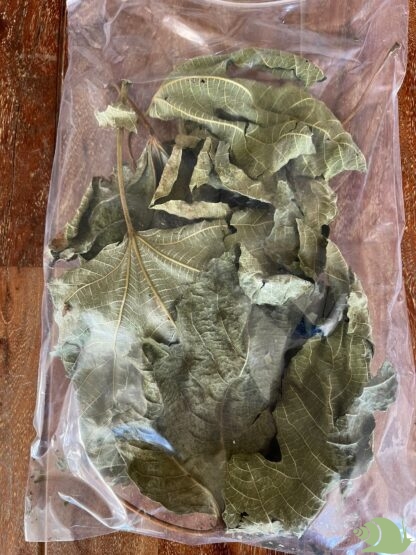 Vijgenbladeren groen XL 5 stuks