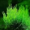 Taxiphyllum 'Flame' (vlammos) in vitro