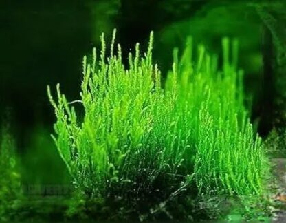 Taxiphyllum 'Flame' (vlammos) in vitro
