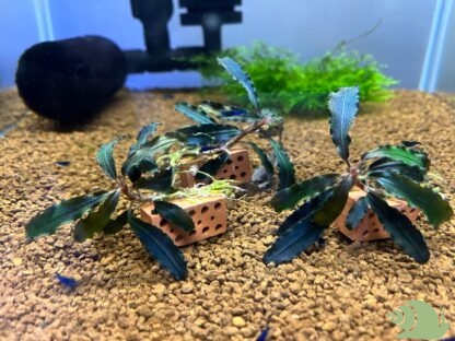 Bucephalandra op mini baksteentje