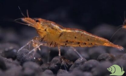 Tangarine Tiger Garnaal