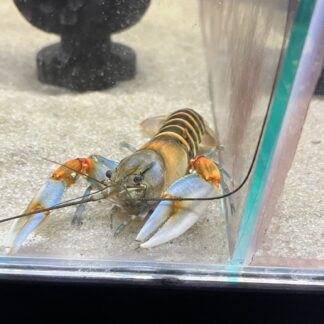 Cherax Pecknyi
