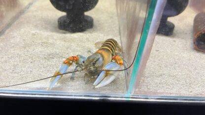 Cherax Pecknyi