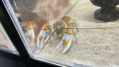 Cherax Pecknyi - Afbeelding 2