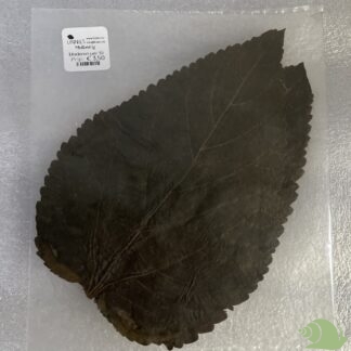 Moerbei bladeren 5 gram