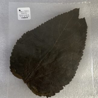 Moerbei bladeren 5 gram