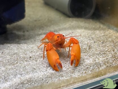 Cherax Holthuisi extreme red