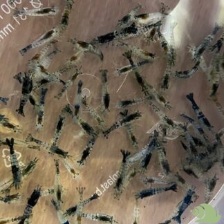 Neocaridina Heteropoda Black Carbon