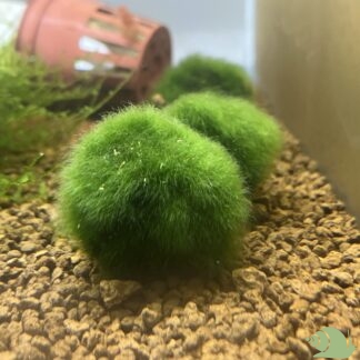 Mosbal 3 tot 5 cm