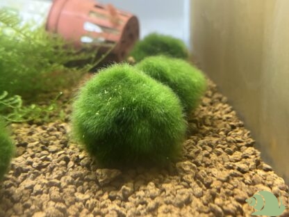 Mosbal 3 tot 5 cm