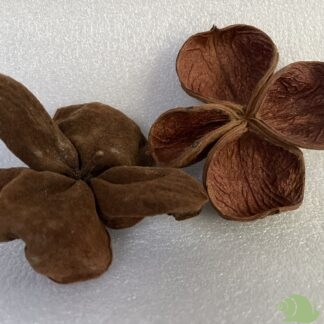 landlotus | Sterculia urens