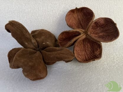 landlotus | Sterculia urens