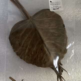 Peepal Bladeren 10 stuks