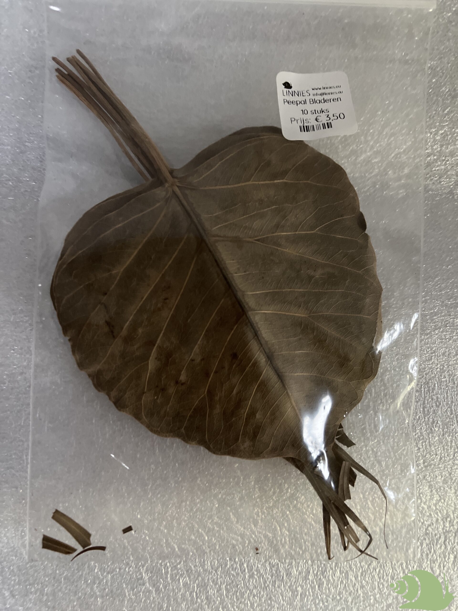 Peepal Bladeren 10 stuks