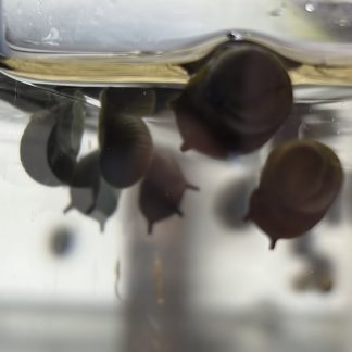 Clithon Diadema horn snail