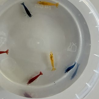 Garnalenmix Per 5 stuks