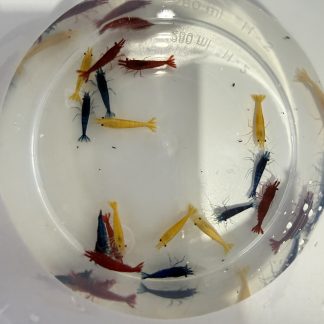 Garnalenmix Per 5 stuks