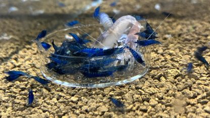 Neocaridina Heteropoda Blue Diamond