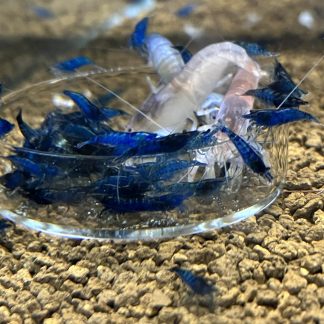 Neocaridina Heteropoda Blue Diamond