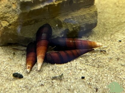 Faunus Black Devil Snail