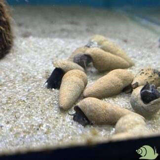 Tylomelania Chocolate Poso Snail