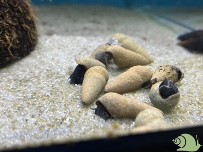 Tylomelania Chocolate Poso Snail