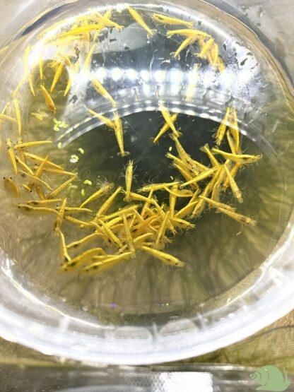 Neocaridina Heteropoda Yellow Fire - Afbeelding 2