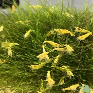 Neocaridina Heteropoda Yellow Fire