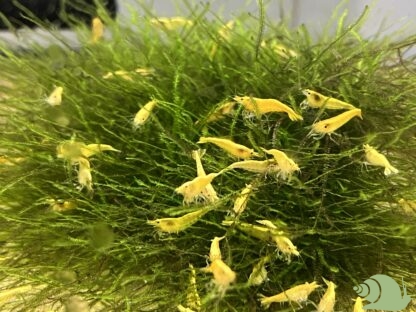 Neocaridina Heteropoda Yellow Fire