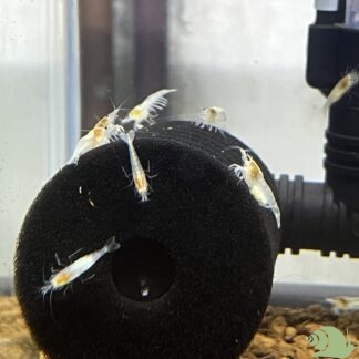 Neocaridina White Pearl