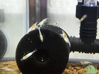 Neocaridina White Pearl