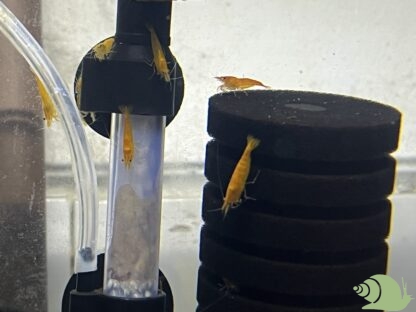 Neocaridina Orange Sakura