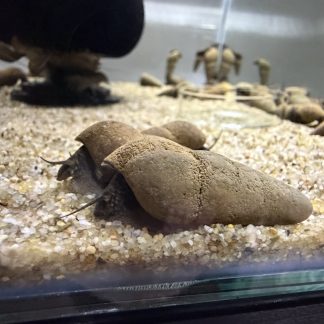 Tylomelania Chocolate Poso Snail
