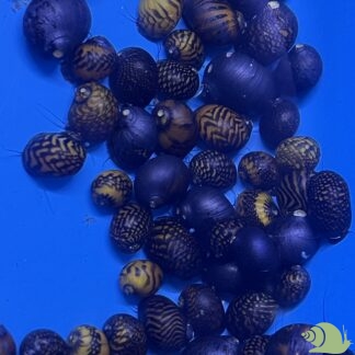 Neritina SP Batik