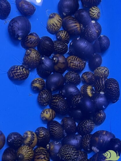 Neritina SP Batik