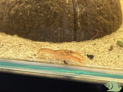 Cherax Lorentzi Black Sapphir - Afbeelding 2