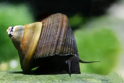 Tylomelania sinabartfeldi ( Triangle rabbit Snail)