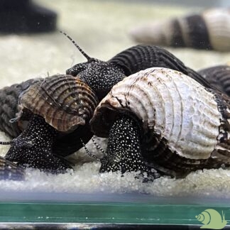 Tylomelania white spotted rabbit snail