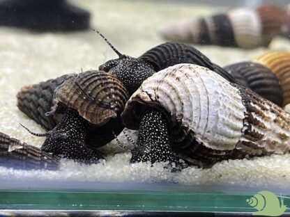 Tylomelania white spotted rabbit snail