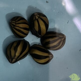 Neritina big line zebra snail