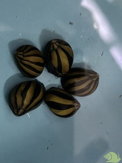 Neritina big line zebra snail