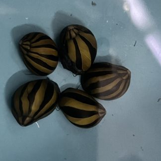 Neritina big line zebra snail
