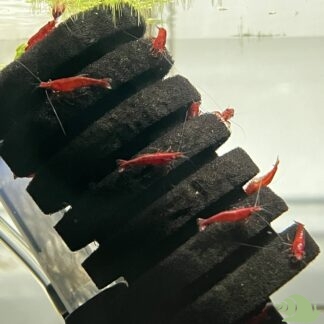 Neocaridina Red Sakura