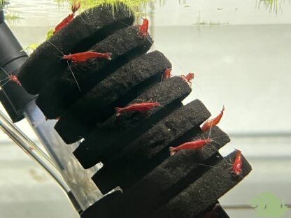 Neocaridina Red Sakura