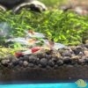 Neocaridina Blue Rilli - Afbeelding 3