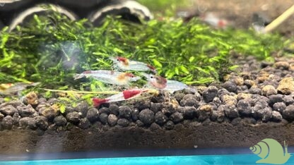 Neocaridina Blue Rilli - Afbeelding 3