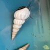 Brotia Herculea White - Afbeelding 2